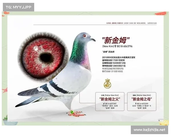 全面解析如何正确理解澳洲杯整体竞技水平与赛事含金量评估方法探讨